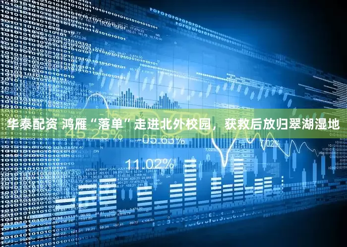 华泰配资 鸿雁“落单”走进北外校园，获救后放归翠湖湿地